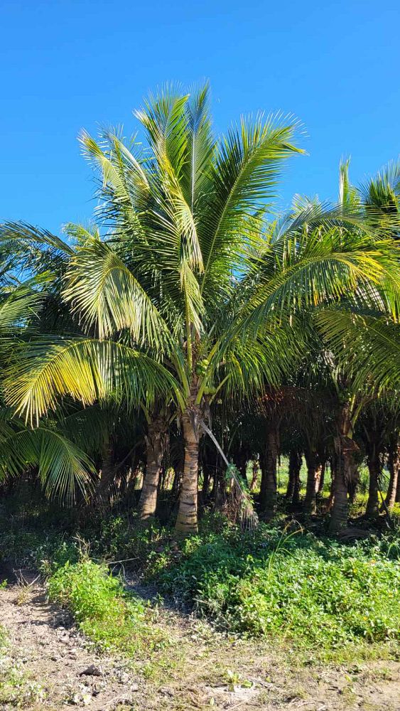 cocos-nucifera-green-malayan-coconut-palm