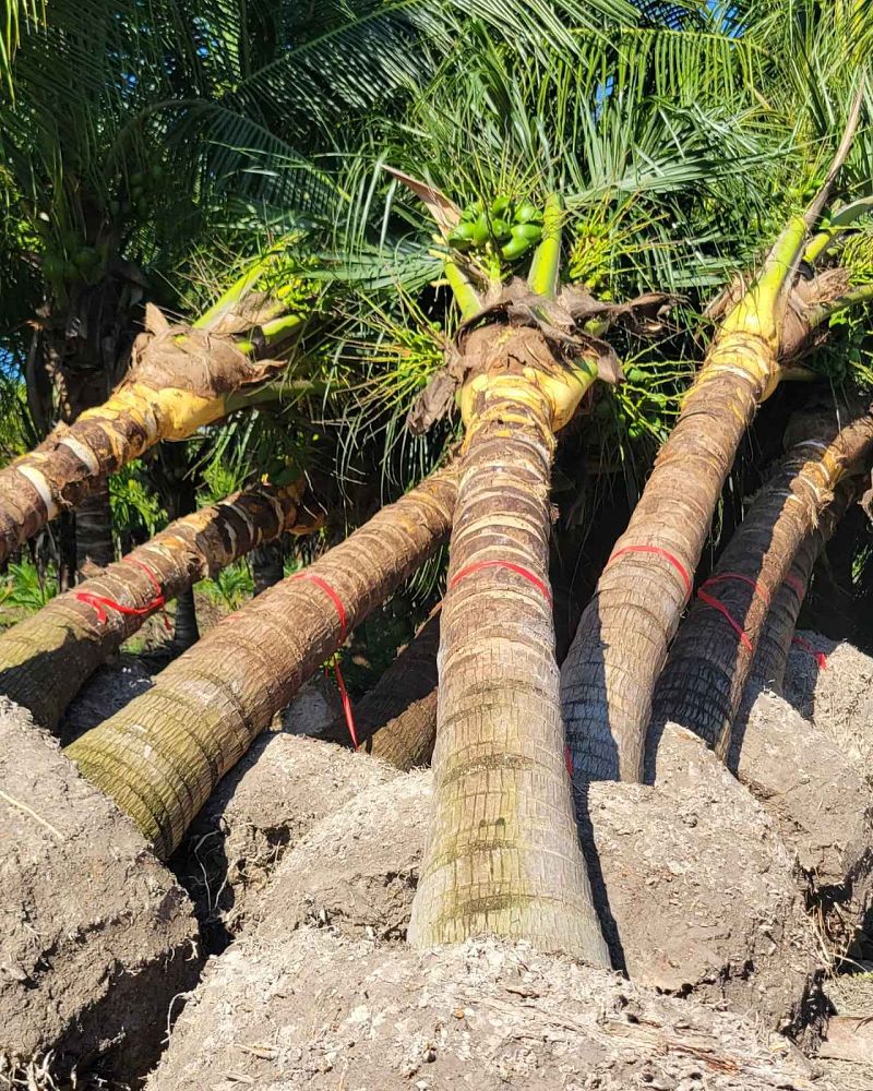 cocos-nucifera-green-malayan-coconut-palm