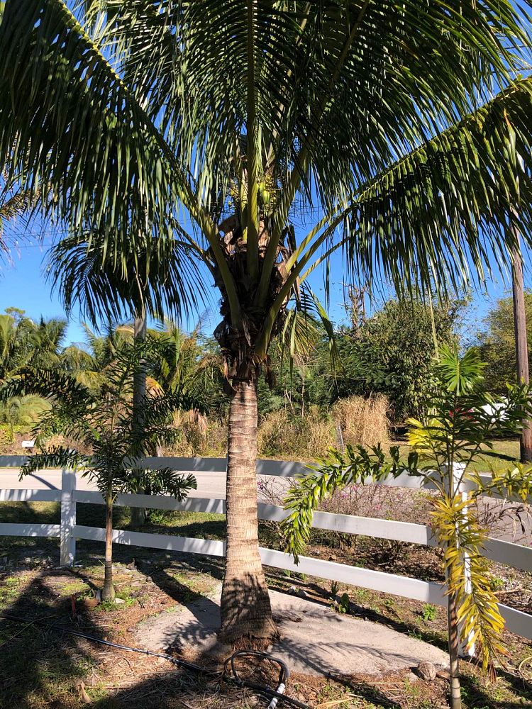cocos-nucifera-green-malayan-coconut-palm