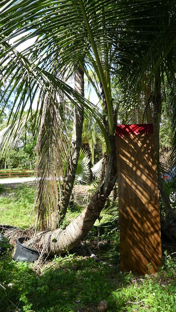 cocos-nucifera-green-malayan-coconut-palm