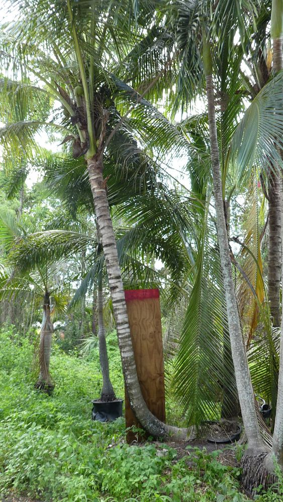 cocos-nucifera-green-malayan-coconut-palm