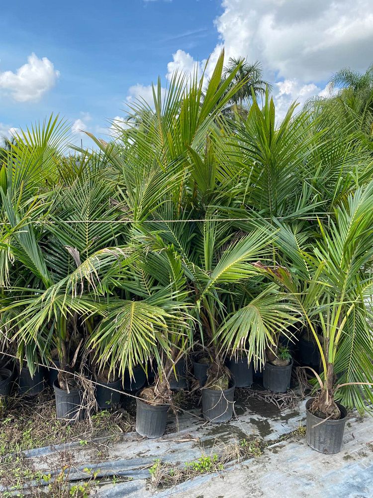 cocos-nucifera-green-malayan-coconut-palm