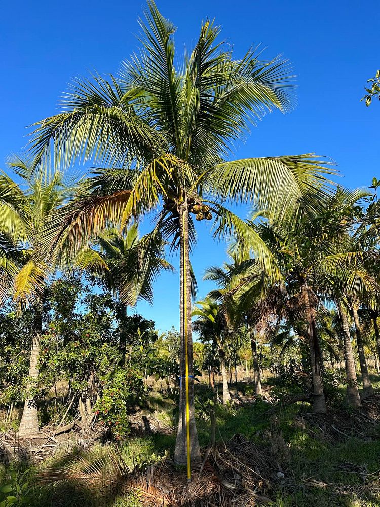 cocos-nucifera-green-malayan-coconut-palm