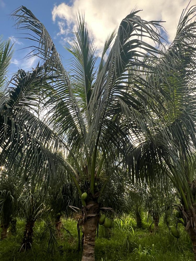 cocos-nucifera-green-malayan-coconut-palm