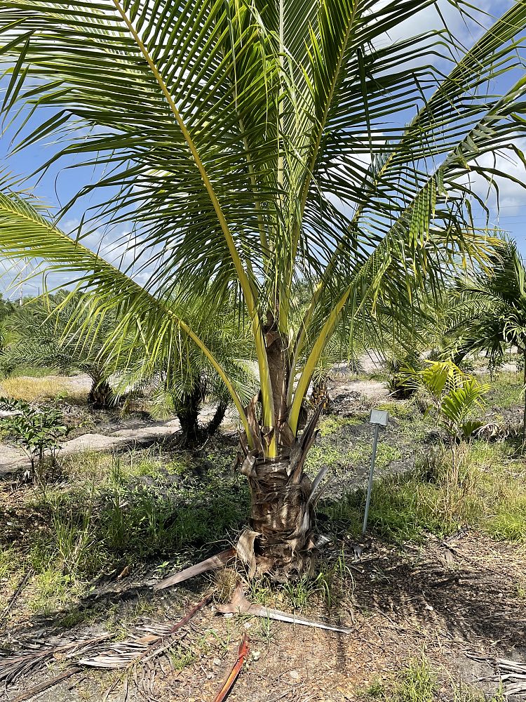 cocos-nucifera-green-malayan-coconut-palm