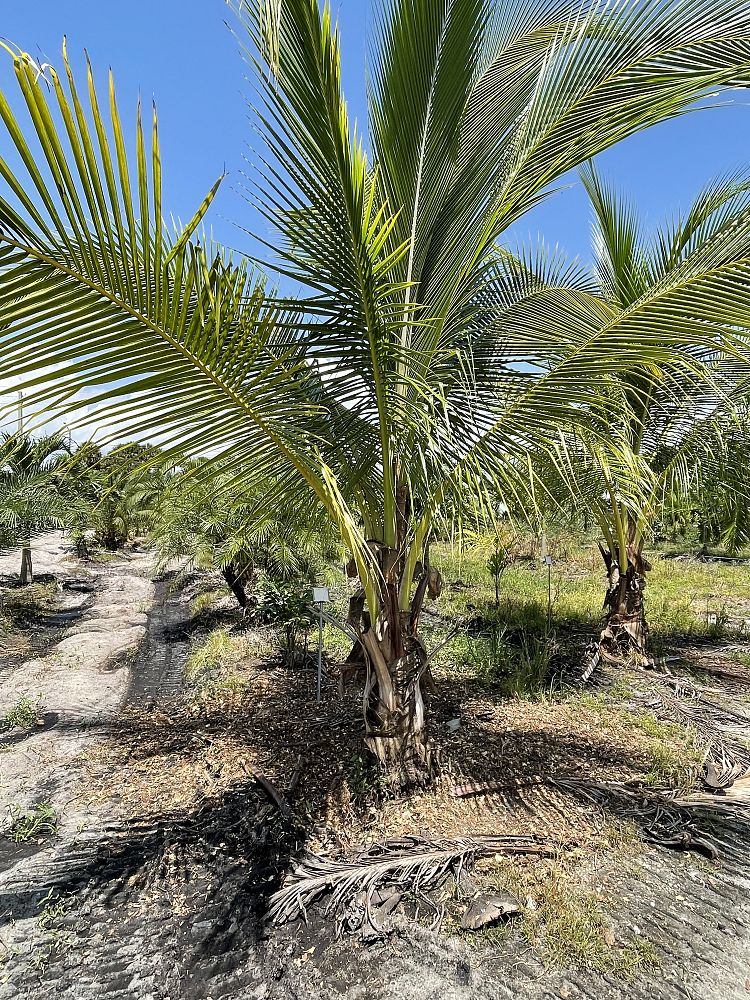 cocos-nucifera-green-malayan-coconut-palm