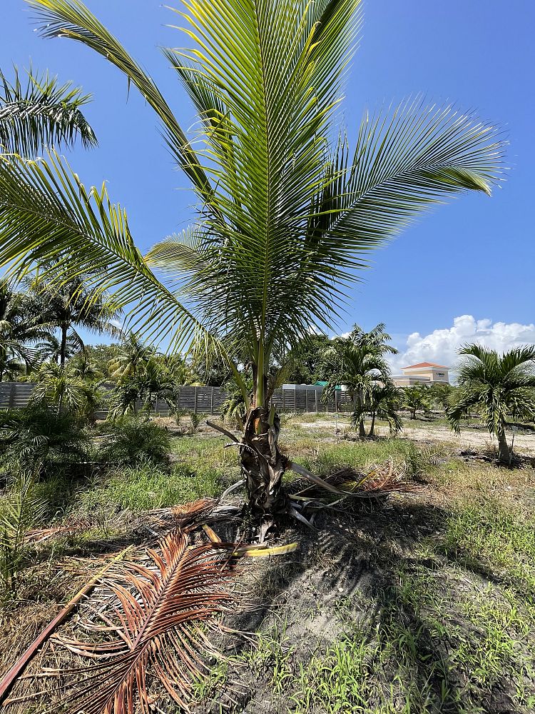 cocos-nucifera-green-malayan-coconut-palm