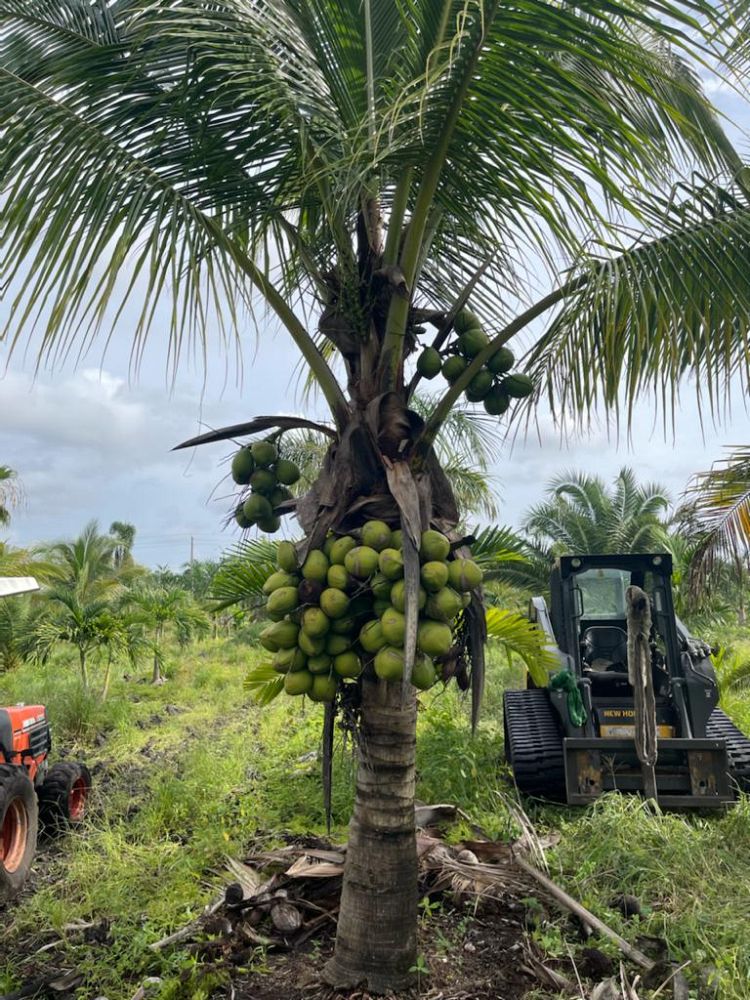 cocos-nucifera-green-malayan-coconut-palm