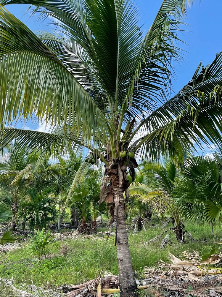 cocos-nucifera-green-malayan-coconut-palm