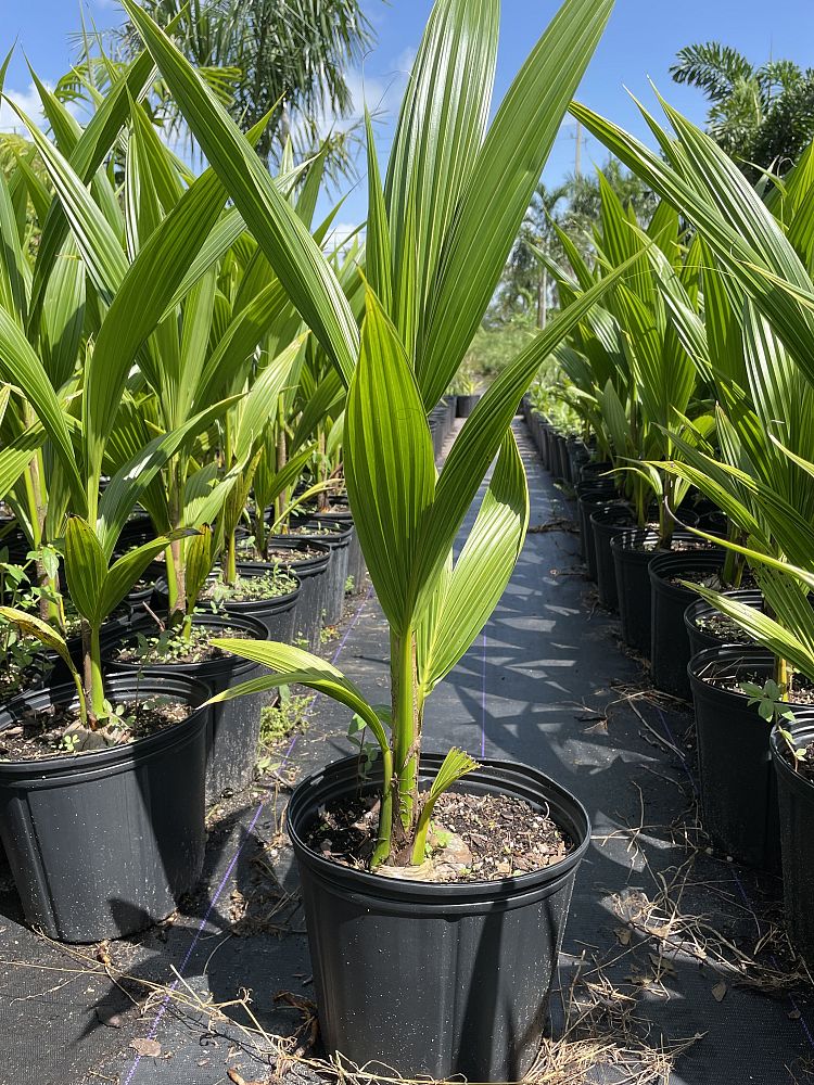 cocos-nucifera-green-malayan-coconut-palm