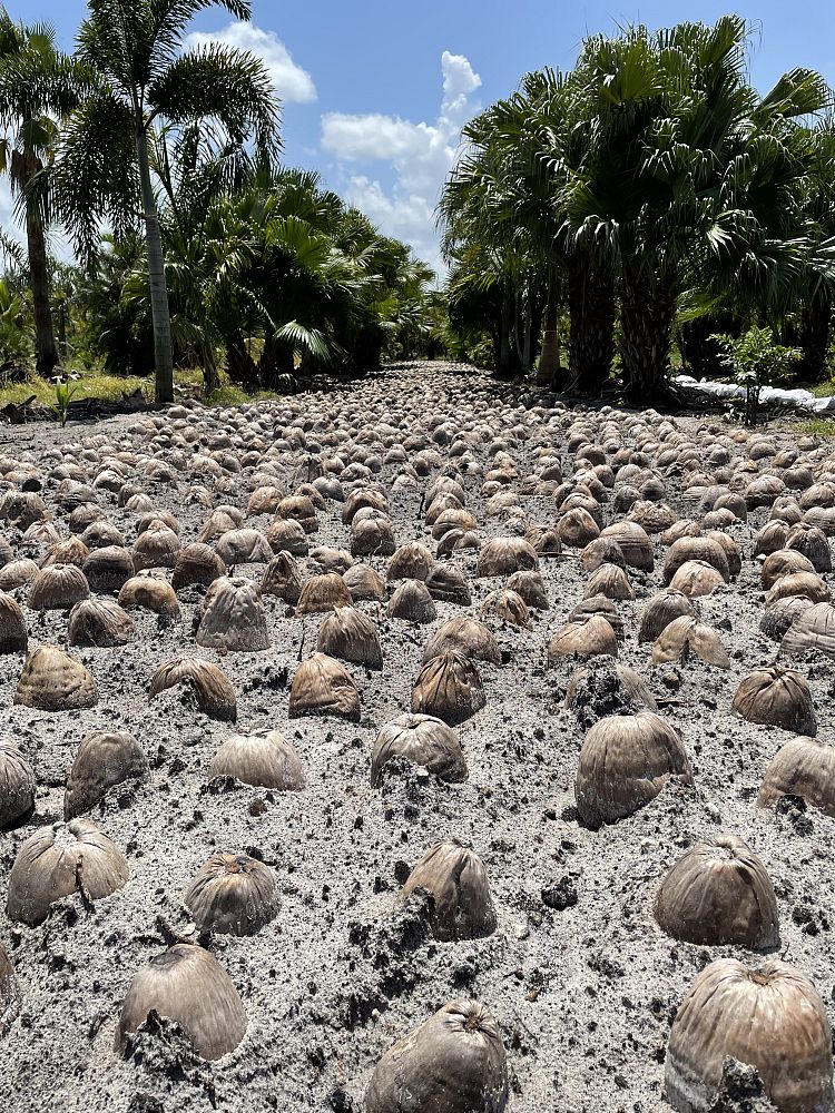 cocos-nucifera-green-malayan-coconut-palm