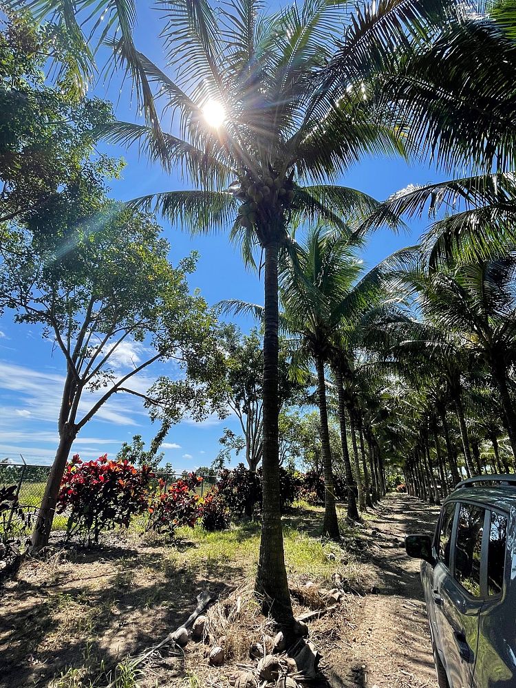 cocos-nucifera-green-malayan-coconut-palm