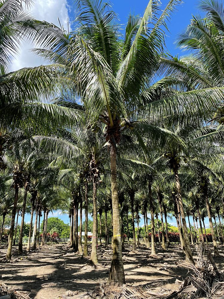 cocos-nucifera-green-malayan-coconut-palm