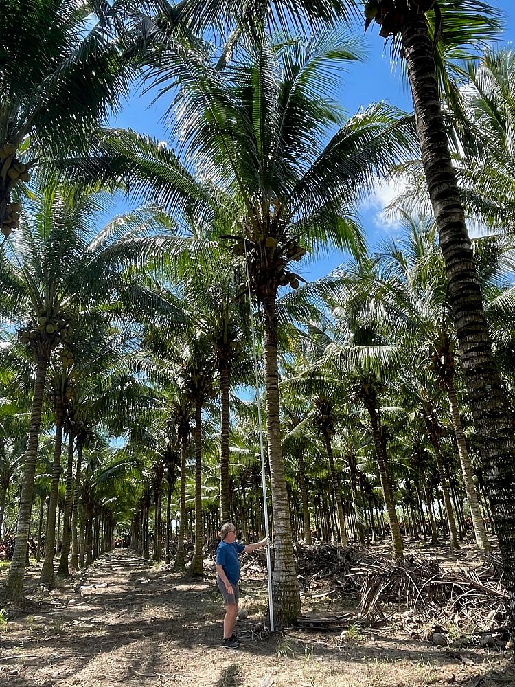 cocos-nucifera-green-malayan-coconut-palm