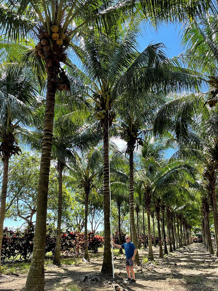 cocos-nucifera-green-malayan-coconut-palm