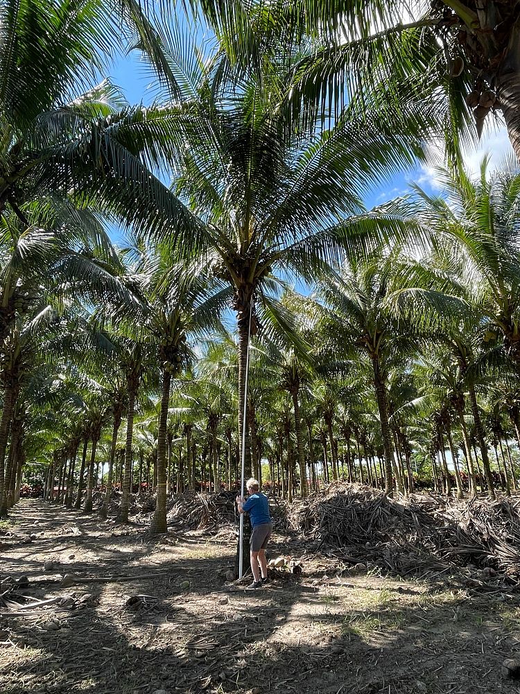 cocos-nucifera-green-malayan-coconut-palm