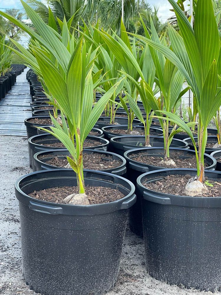 cocos-nucifera-green-malayan-coconut-palm