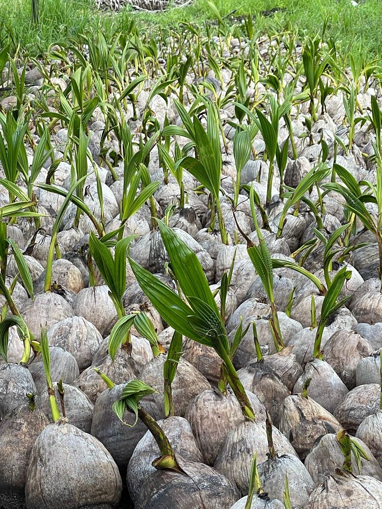 cocos-nucifera-green-malayan-coconut-palm