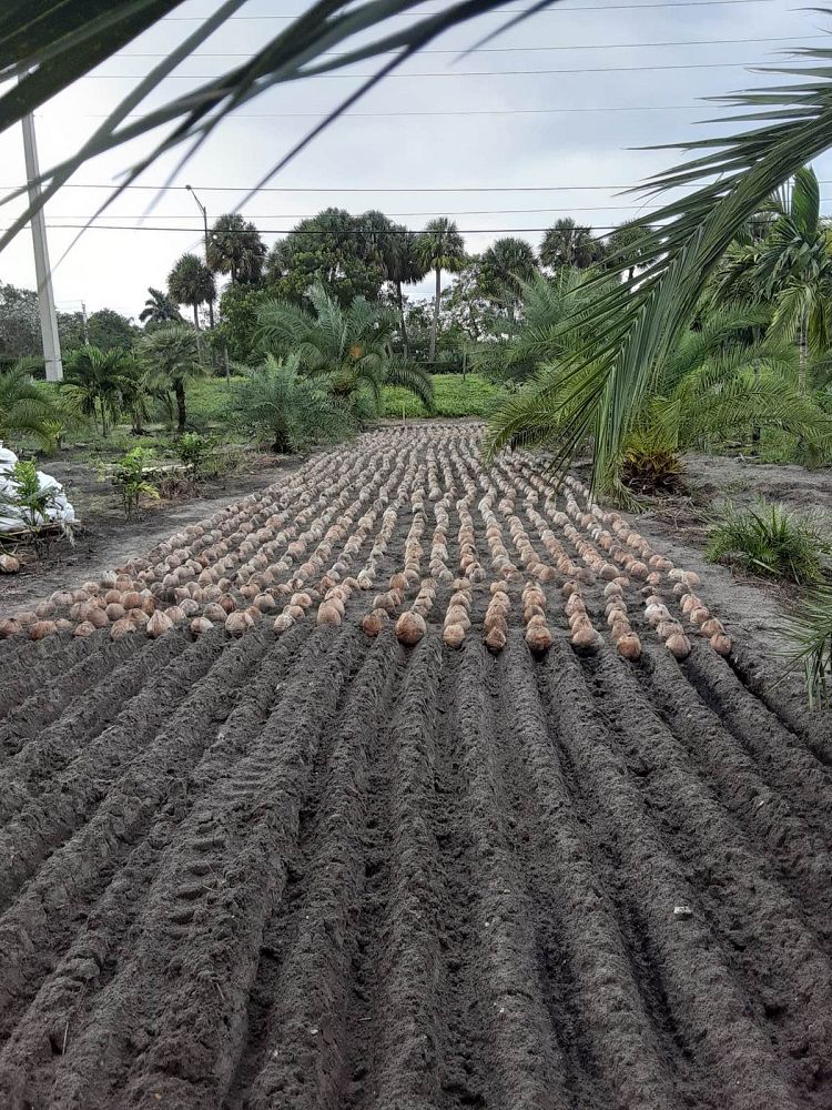 cocos-nucifera-green-malayan-coconut-palm