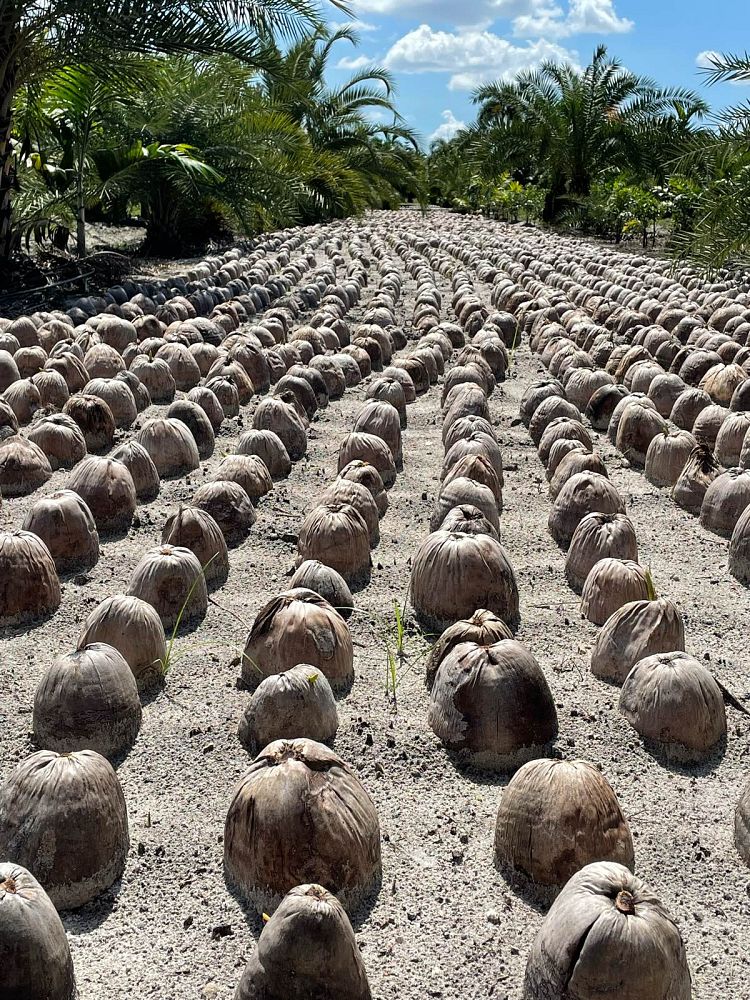 cocos-nucifera-green-malayan-coconut-palm