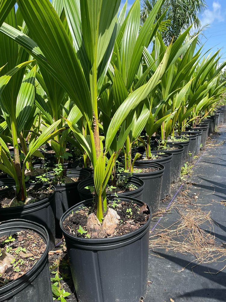 cocos-nucifera-green-malayan-coconut-palm