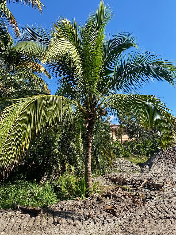 cocos-nucifera-green-malayan-coconut-palm