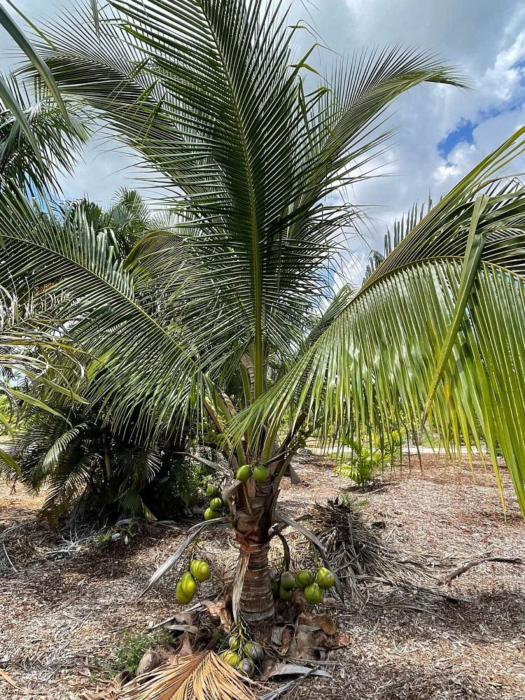 cocos-nucifera-green-malayan-coconut-palm