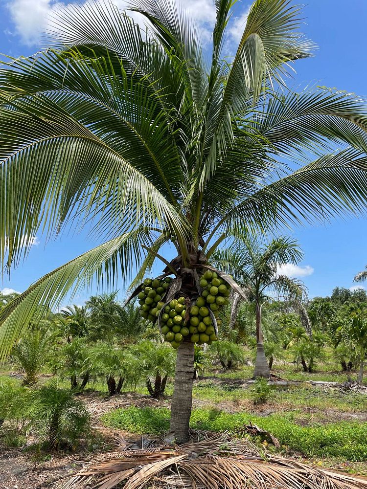 cocos-nucifera-green-malayan-coconut-palm