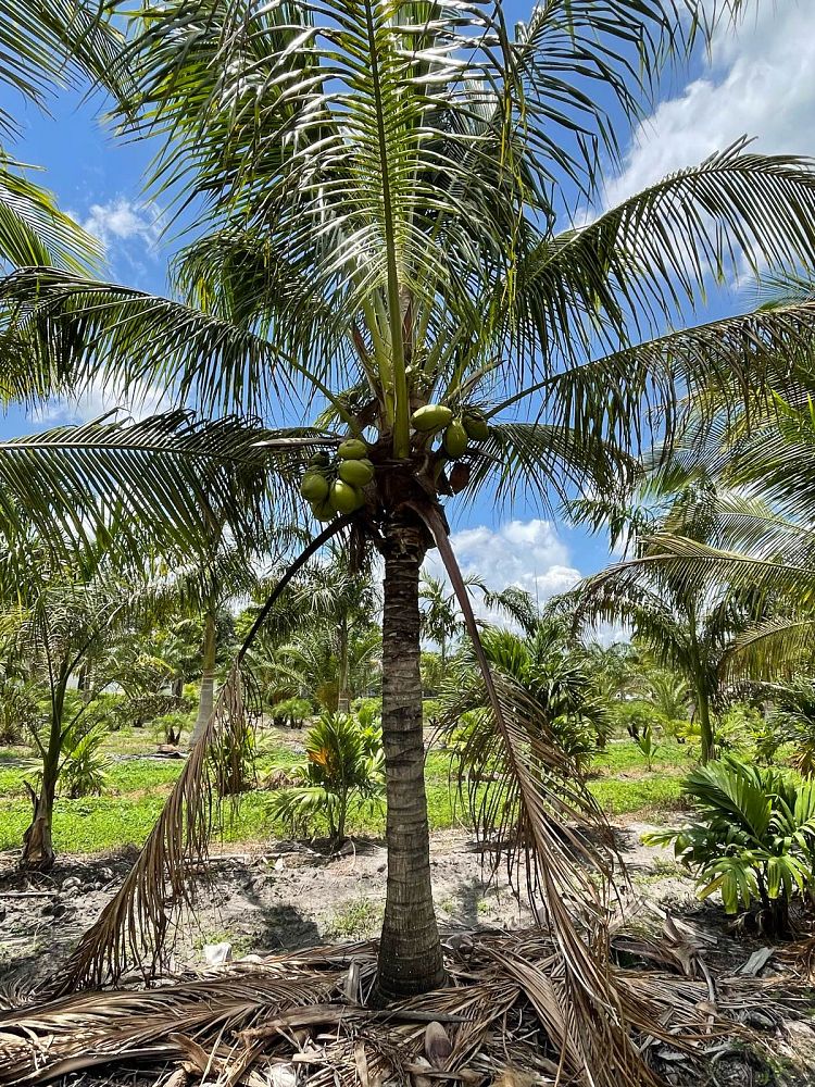 cocos-nucifera-green-malayan-coconut-palm