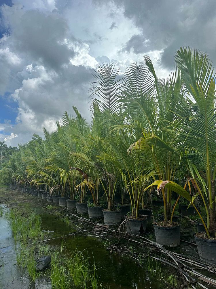 cocos-nucifera-green-malayan-coconut-palm