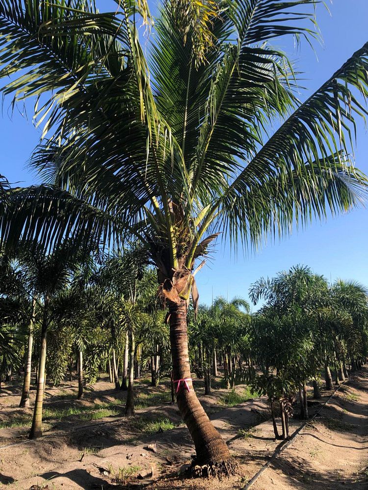 cocos-nucifera-green-malayan-coconut-palm