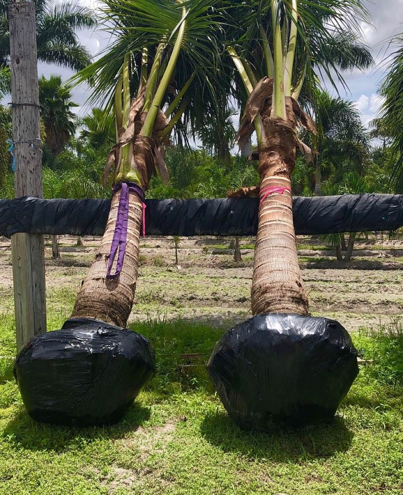 cocos-nucifera-green-malayan-coconut-palm