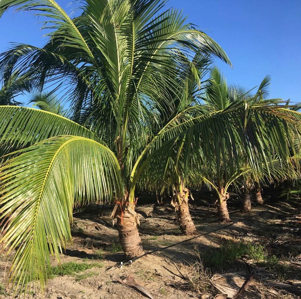 cocos-nucifera-green-malayan-coconut-palm
