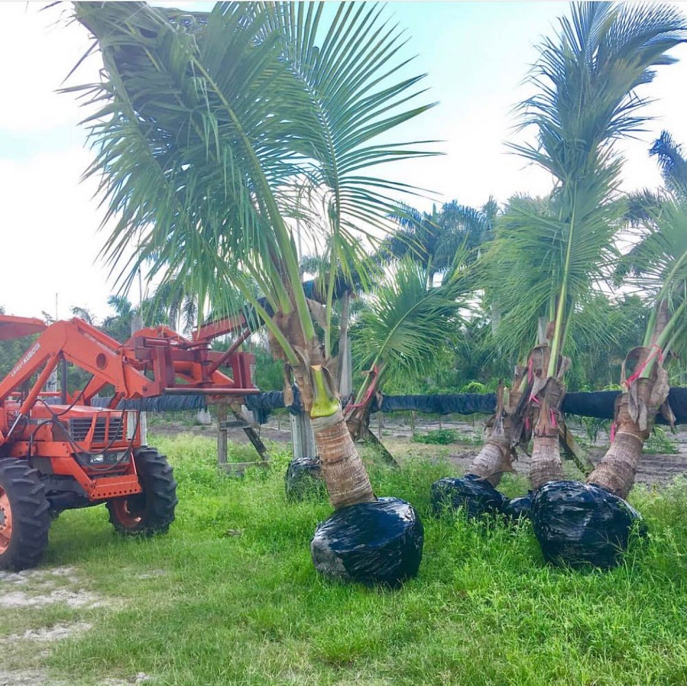 cocos-nucifera-green-malayan-coconut-palm