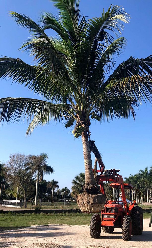 cocos-nucifera-green-malayan-coconut-palm