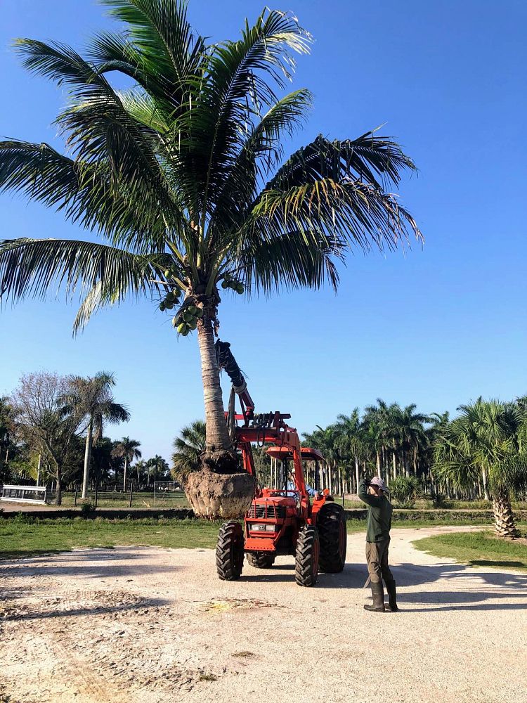 cocos-nucifera-green-malayan-coconut-palm