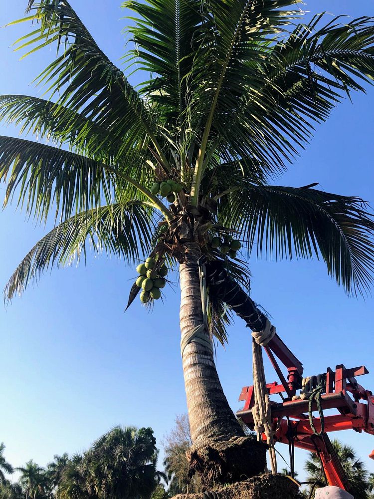 cocos-nucifera-green-malayan-coconut-palm