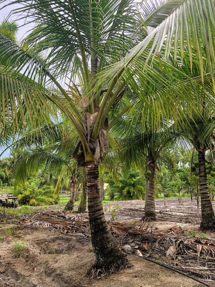 cocos-nucifera-green-malayan-coconut-palm