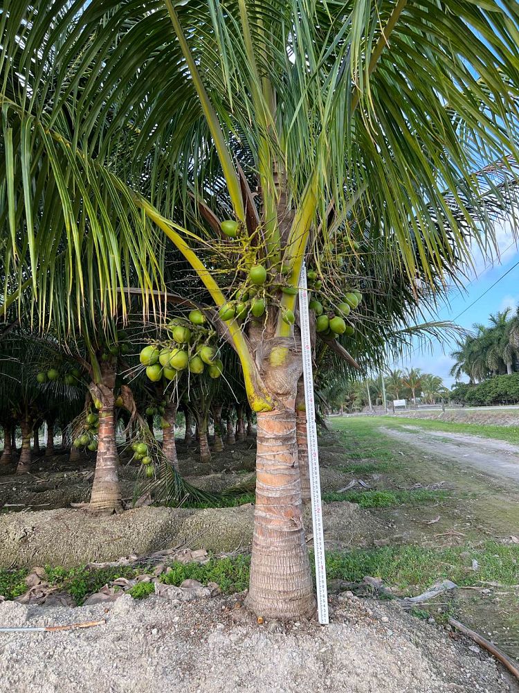 cocos-nucifera-green-malayan-coconut-palm