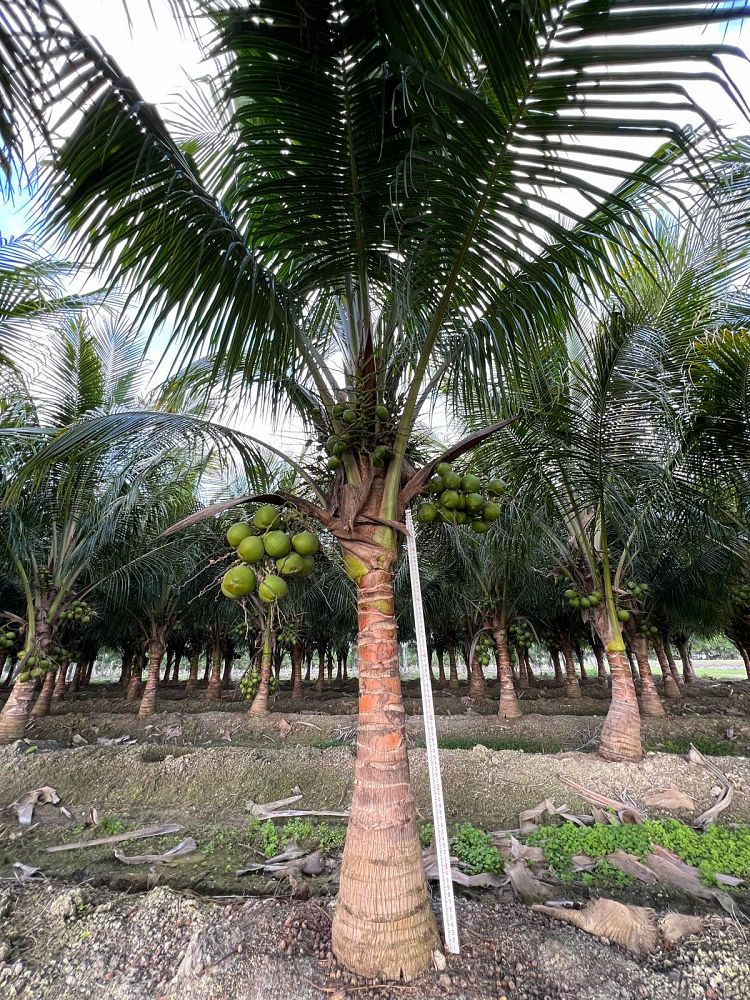 cocos-nucifera-green-malayan-coconut-palm