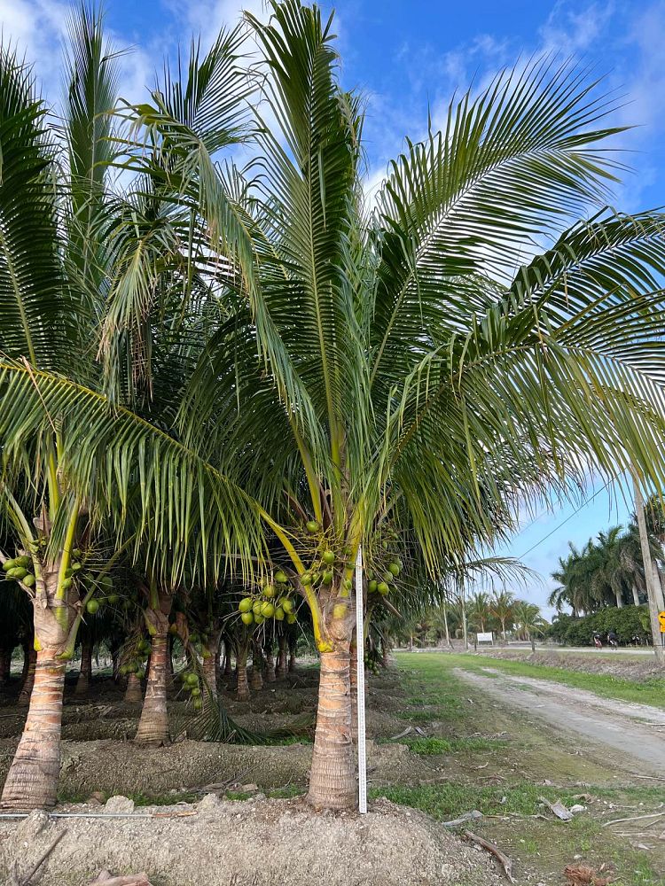 cocos-nucifera-green-malayan-coconut-palm