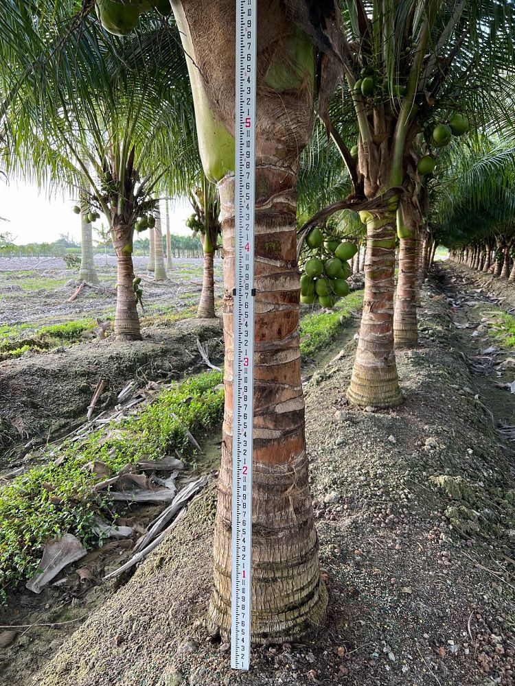 cocos-nucifera-green-malayan-coconut-palm