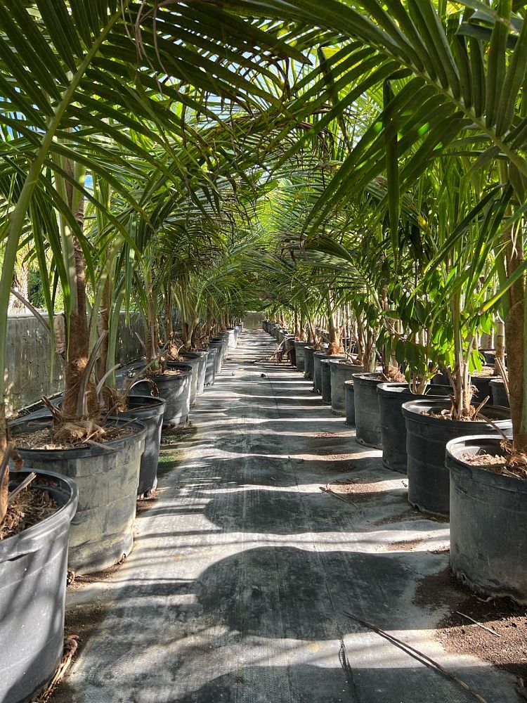 cocos-nucifera-green-malayan-coconut-palm