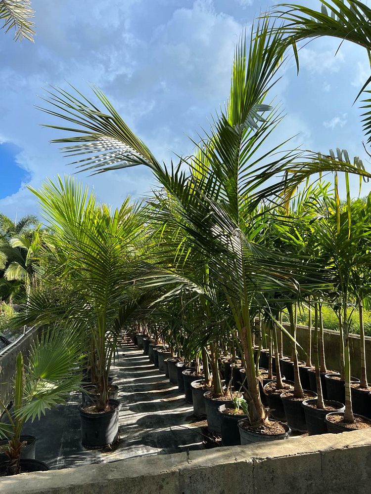 cocos-nucifera-green-malayan-coconut-palm
