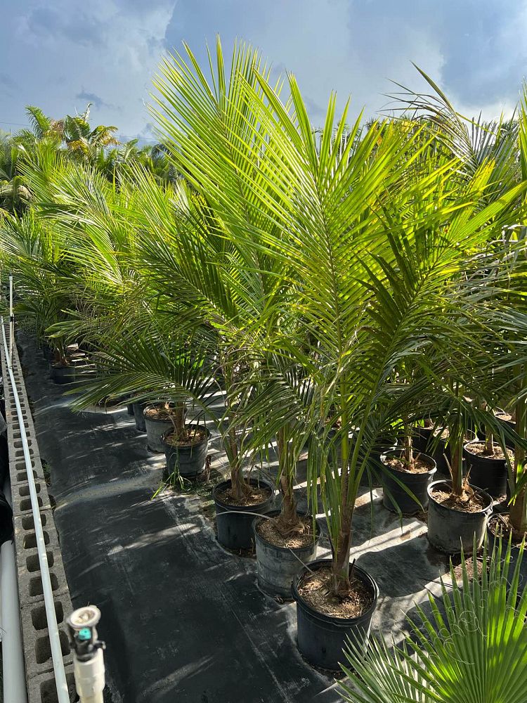 cocos-nucifera-green-malayan-coconut-palm
