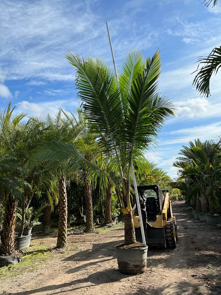 cocos-nucifera-green-malayan-coconut-palm