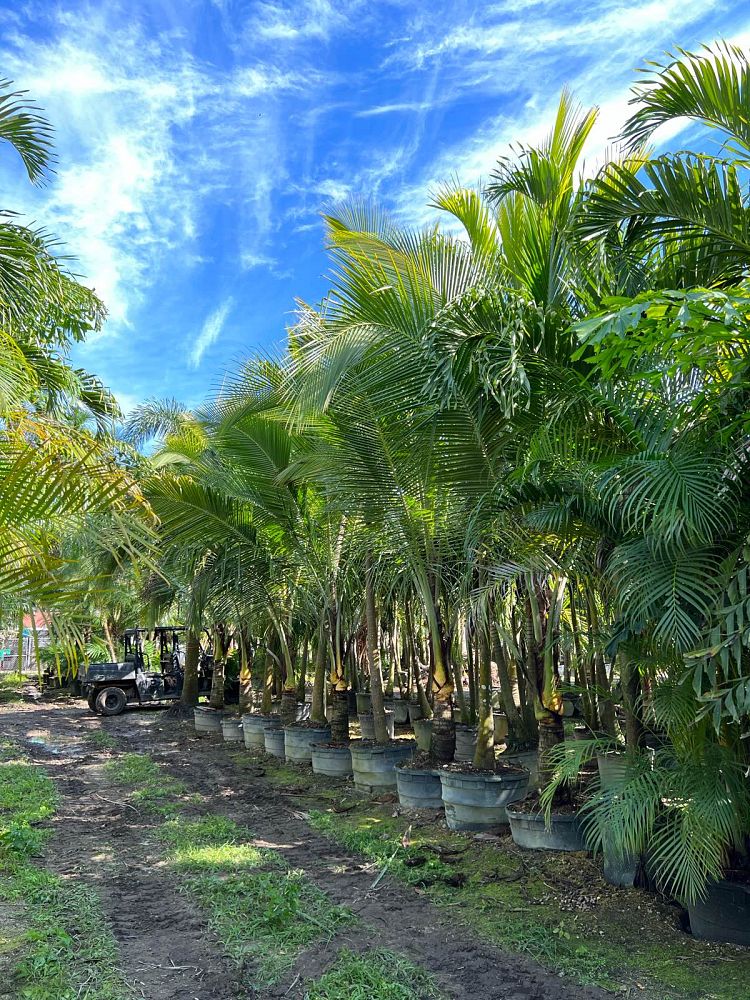 cocos-nucifera-green-malayan-coconut-palm