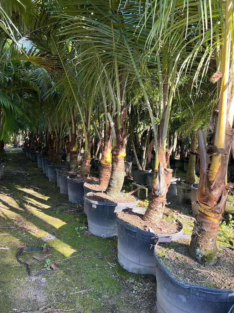 cocos-nucifera-green-malayan-coconut-palm