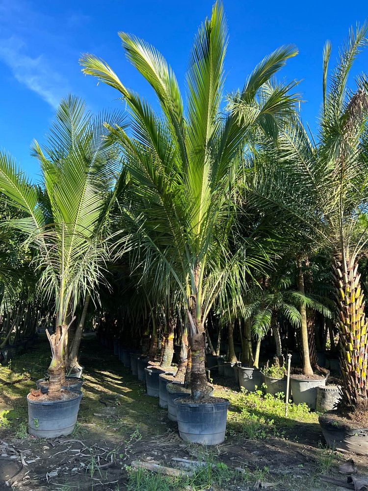 cocos-nucifera-green-malayan-coconut-palm