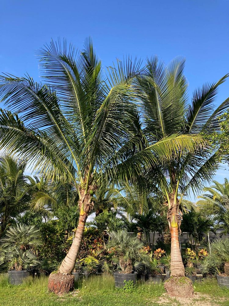 cocos-nucifera-green-malayan-coconut-palm